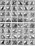 AVES