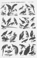 HISTOIRE NATURELLE. OISEAUX