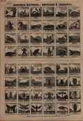 Historia natural - Reptiles e insectos
