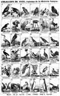 COLECCION DE AVES, copiadas de la Historia Natural.