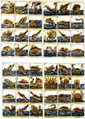 [Historia Natural, animales marinos]]