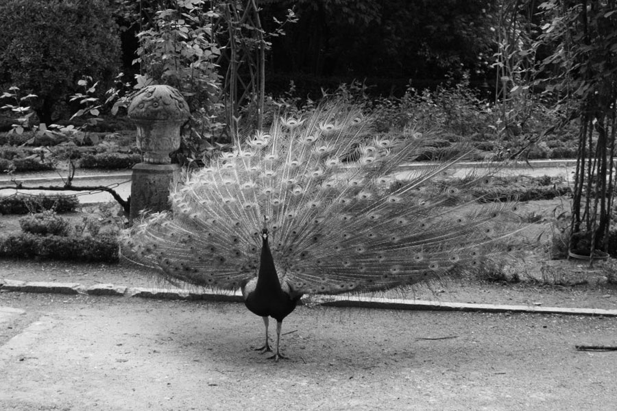 Pavo real en el Campo Grande