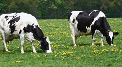 Vacas en Castilla y León