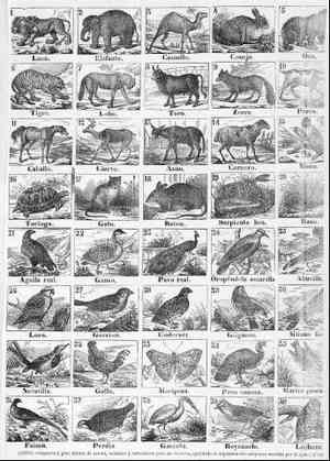 (Animales)